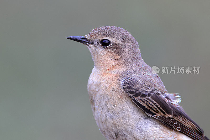 捕蝇鸟:成年北方麦穗或麦穗(Oenanthe Oenanthe)。